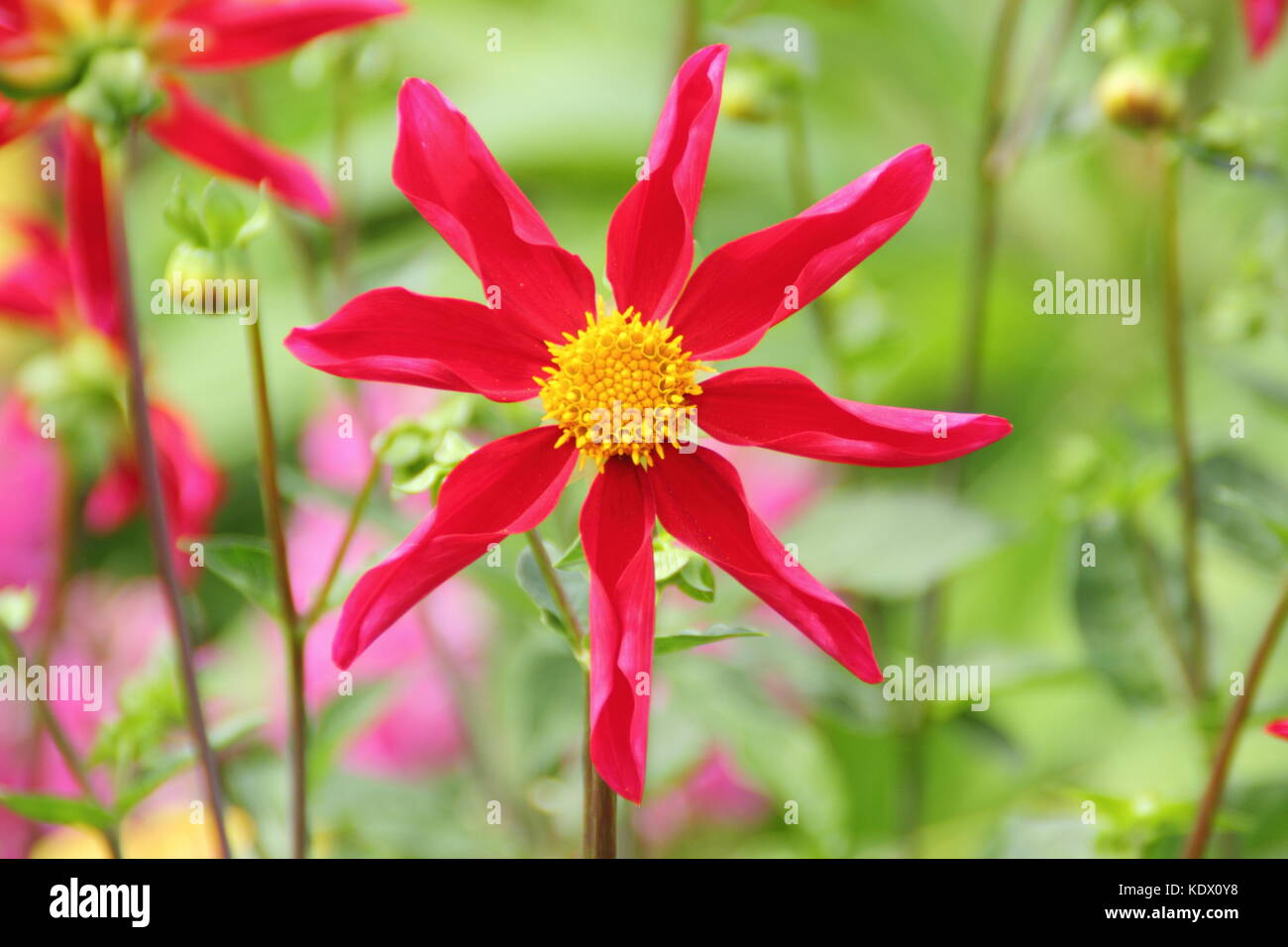 Dahlie Honka Rot, eine Orchidee stil Dahlia, in voller Blüte an der Grenze von einem Englischen Garten im Spätsommer, Großbritannien Stockfoto