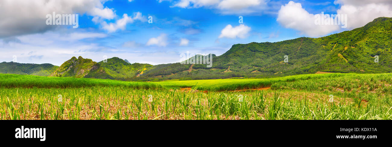 Schöne Landschaft. Ansicht einer Zuckerrohr und Berge. Mauritius Insel. panorama Stockfoto