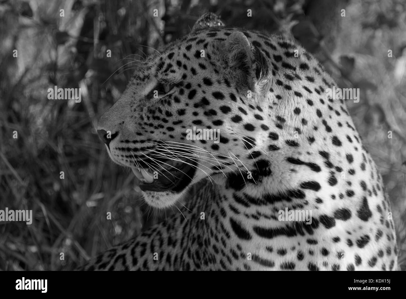 Männliche leopard Portrait, Schwarz und Weiß, Timbavati Private Game Reserve, Südafrika Stockfoto