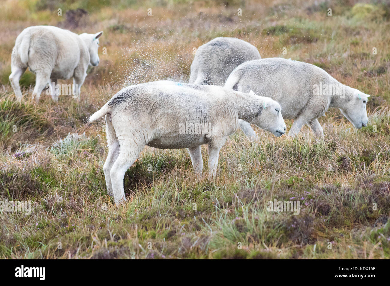 Schafe von Regenwasser aus Vlies, Schottland, Großbritannien Stockfoto