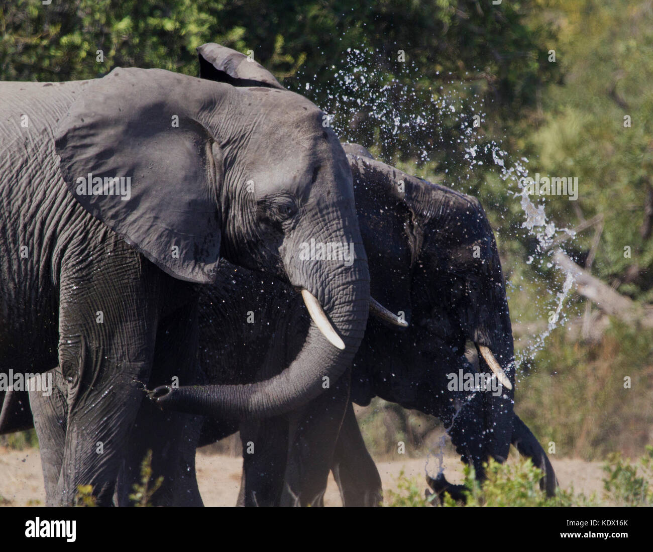 Afrikanische Elefanten trinken und Sprühwasser, Krüger Nationalpark, Südafrika Stockfoto