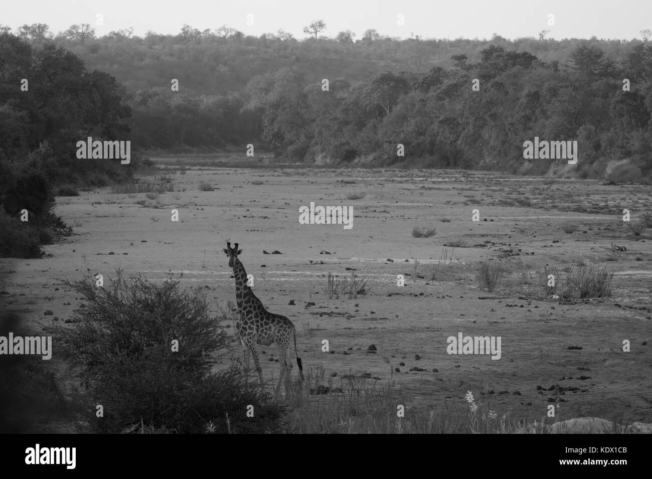 Giraffe im trockenen Flussbett, Schwarze und Weiße, Krüger Nationalpark, Südafrika Stockfoto