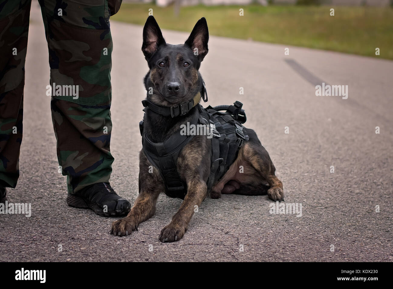 Niederländische Schäferhund Polizei Hund trägt ein Kabelbaum System zur Verfolgung Stockfoto