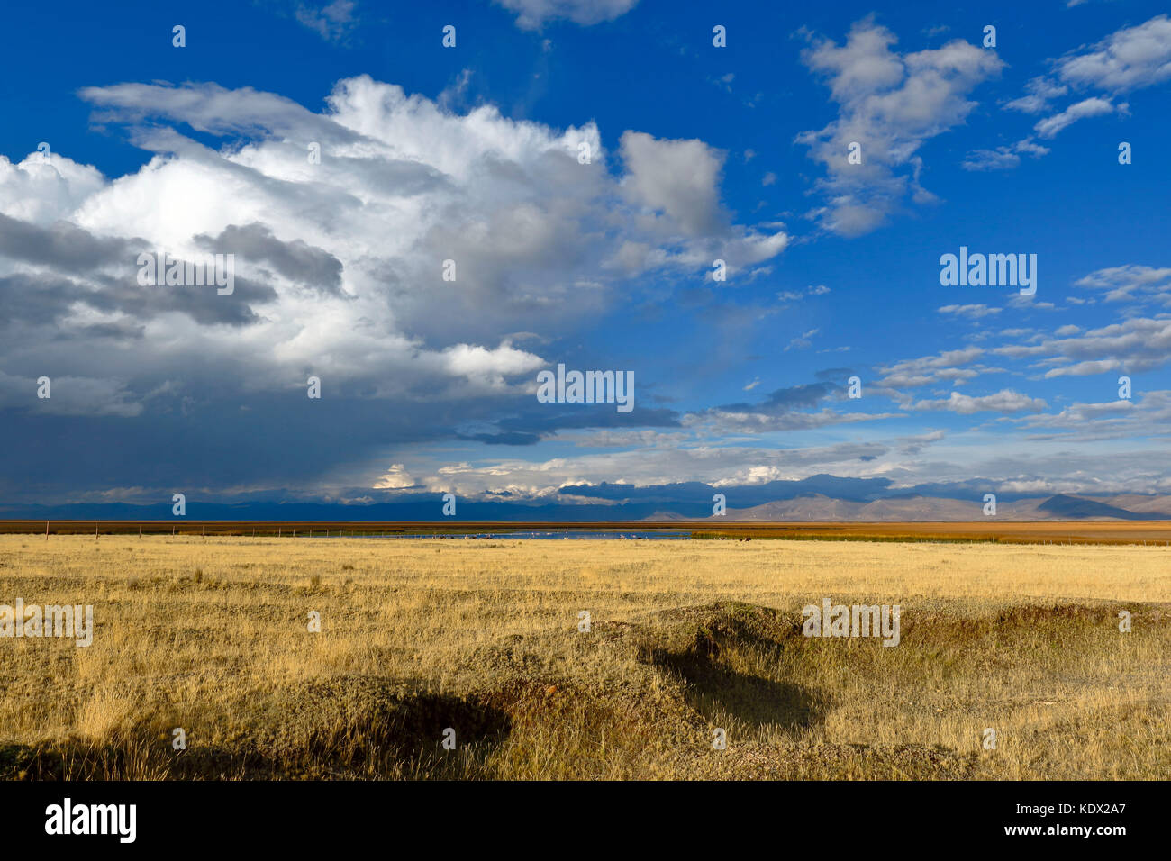 Ruhige Landschaft mit Anden Grasland Stockfoto