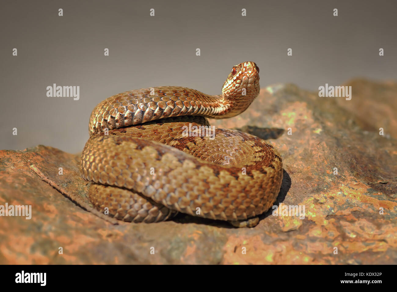 Viper Vorbereitung auf Streik gekreuzt, stehend auf Stein (Vipera berus) Stockfoto