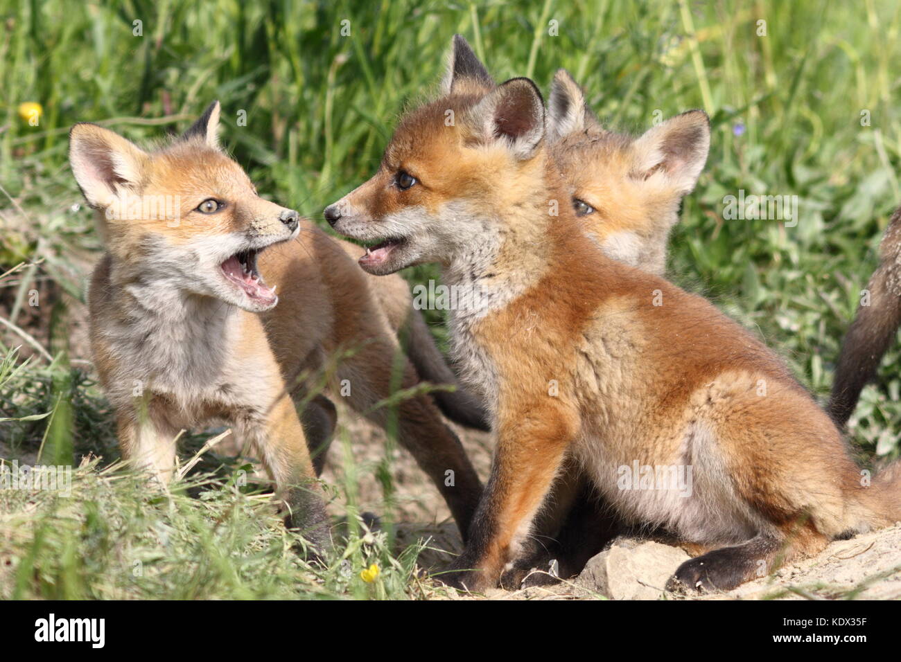 Familie der junge Rote Füchse spielen in der Nähe der Höhle (vulpes) Stockfoto