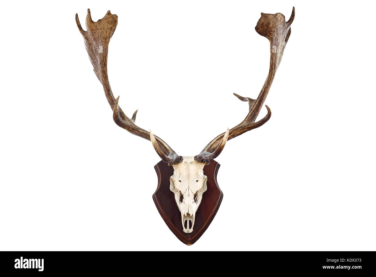 Isolierte Jagd Trophäe eines Damwild Buck (Dama), Isolation auf weißem Hintergrund Stockfoto