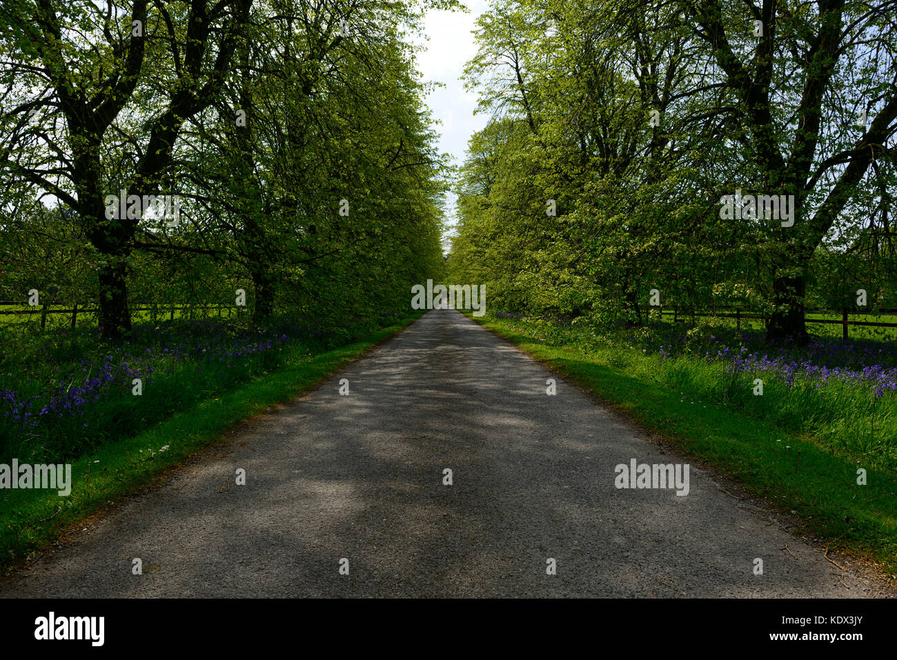 Lindenallee, Tillia, Blarney Castle, Glockenblumen, Frühling, wilden Atlantik Weg, Arboretum, Garten, Gärten, Cork, Irland, RM Floral Stockfoto