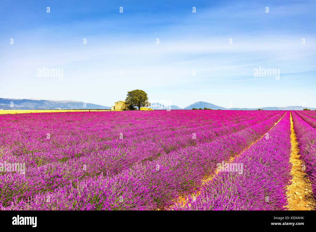 Lavendel Blumen blühen, Feld, Weizen, Haus und einsame Baum. Panorama-Blick. Plateau de Valensole, Provence, Frankreich, Europa. Stockfoto