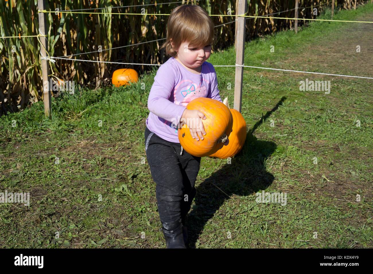 Kürbispflaster. Halloween-Vorfreude. Stockfoto