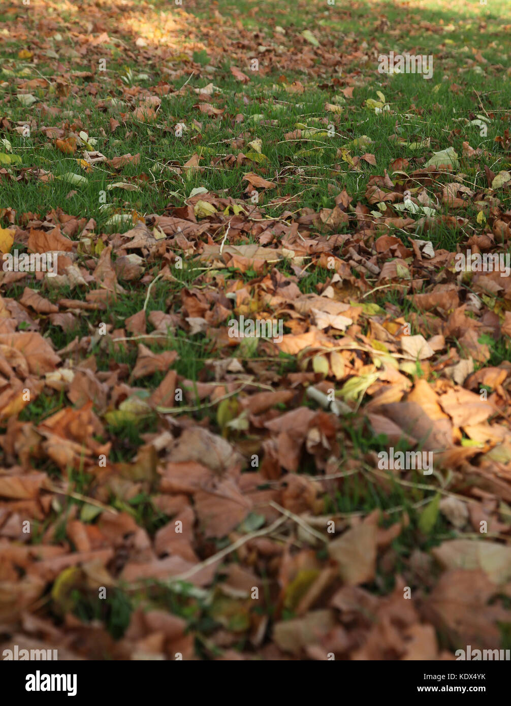 Manchester, OK, 16. Oktober 2017. Gefallene Blätter im Herbst Stockfoto