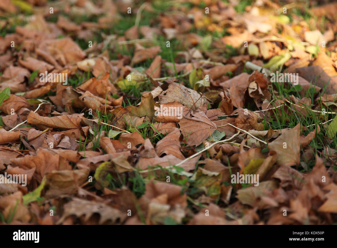 Manchester, OK, 16. Oktober 2017. Gefallene Blätter im Herbst Stockfoto