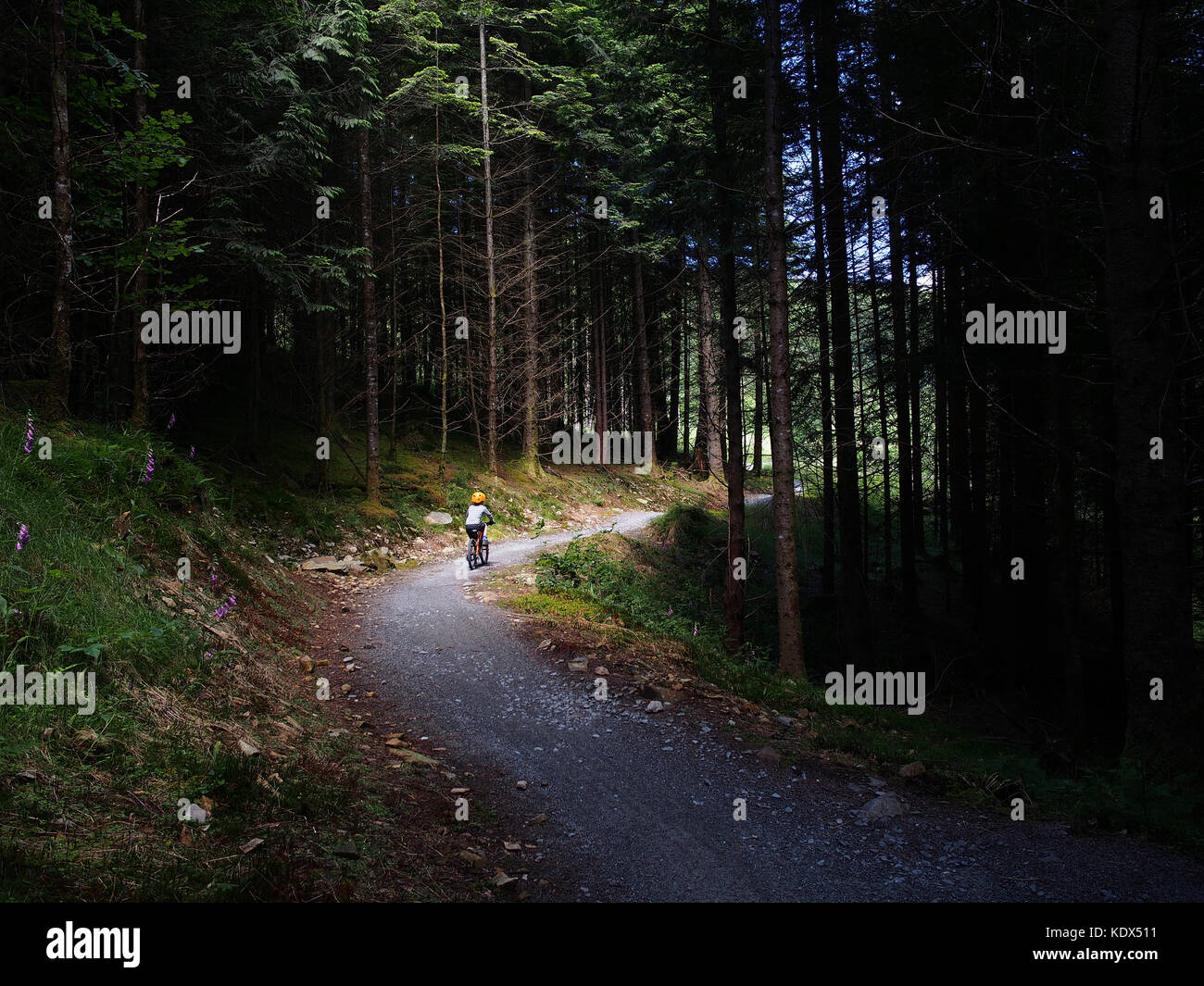 Kind trail Reiten in snowdonia Coed y brenin Stockfoto