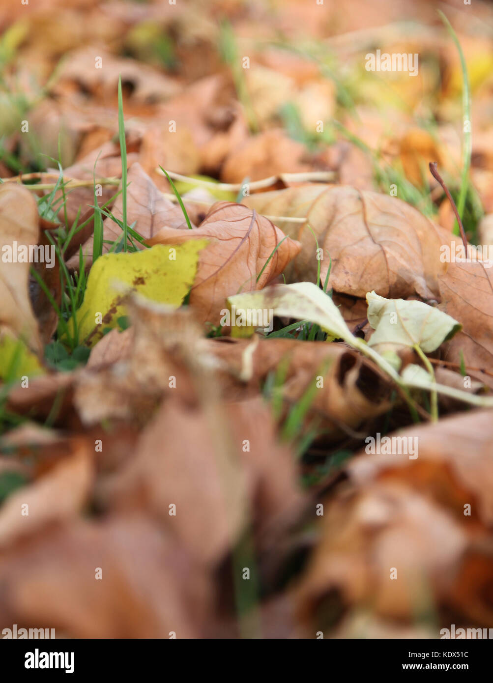 Manchester, OK, 16. Oktober 2017. Gefallene Blätter im Herbst Stockfoto