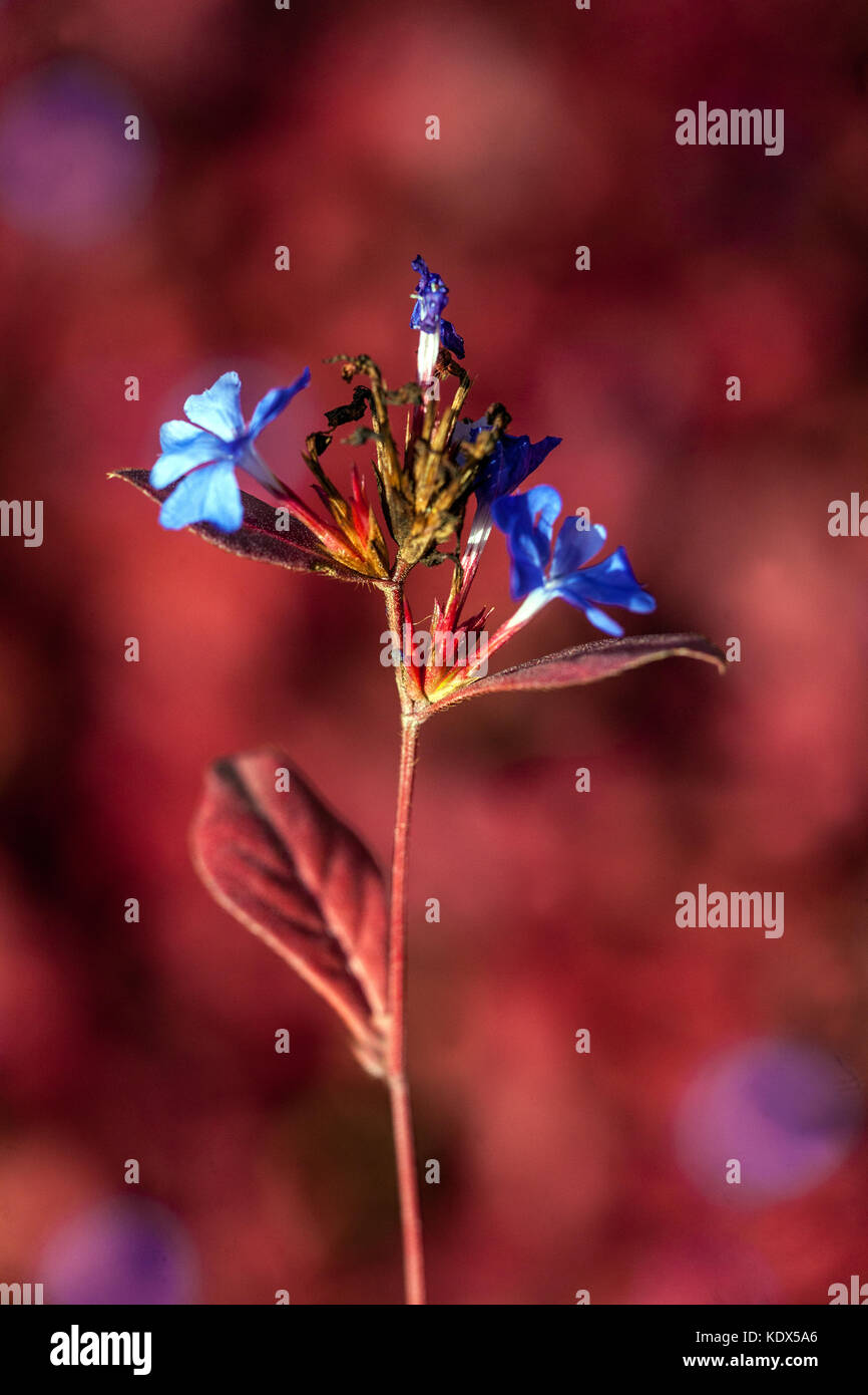 Ceratostigma plumbaginoides im Herbst Oktober blühend Pflanzenportrait Rot Blau Hardy Plumbago Stockfoto
