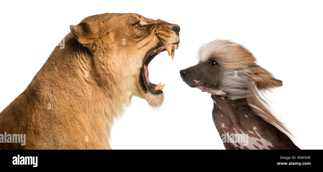 Nahaufnahme der Löwin brüllt auf das Gesicht einer Chinesischer Schopfhund Stockfoto