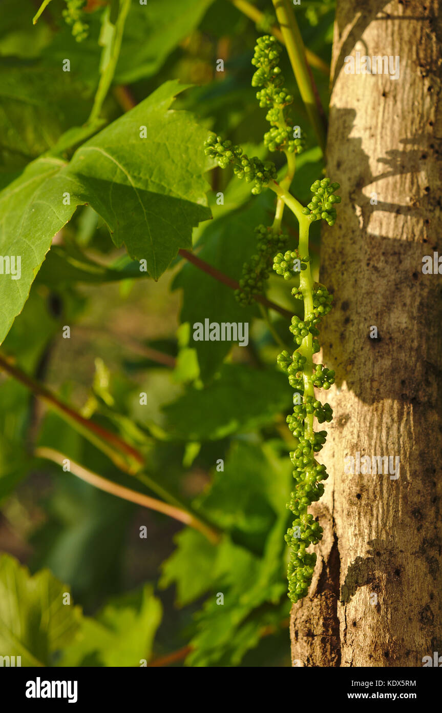 Reben Hintergrund Stockfoto