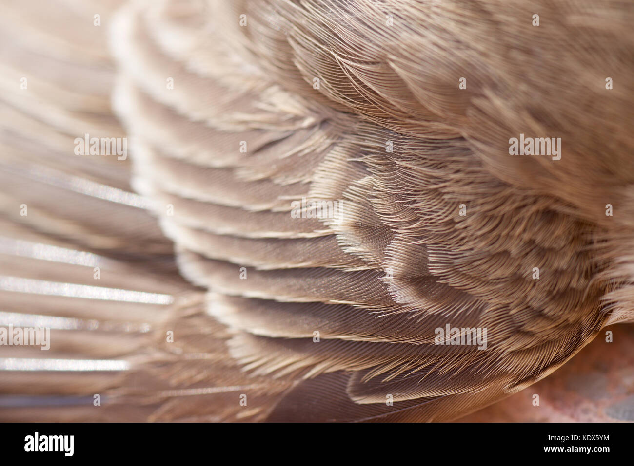 Detail der Flügel eines kleinen Vogels Stockfoto