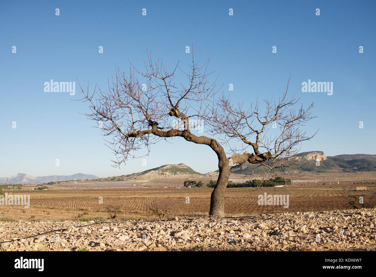 Baum in einer ländlichen Landschaft in Spanien Stockfoto