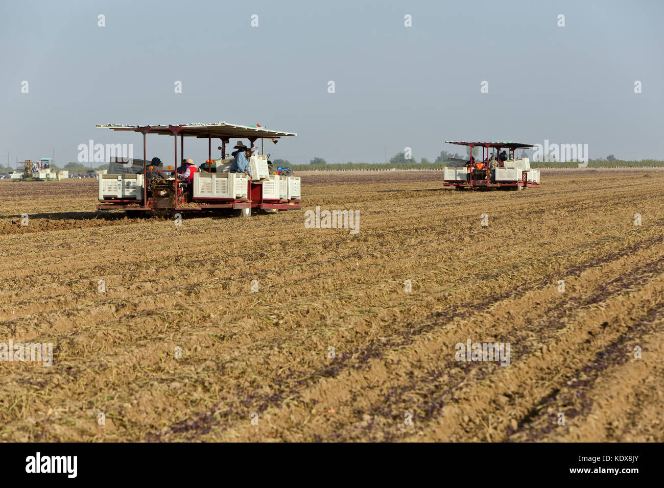 Feldhäcksler, die Arbeitnehmer anheben' Kamote' Sorte von Süßkartoffeln' Ipomoea batatas', philippinische Heilpflanzen Kräuter Pflanze, John Deere Traktor. Stockfoto