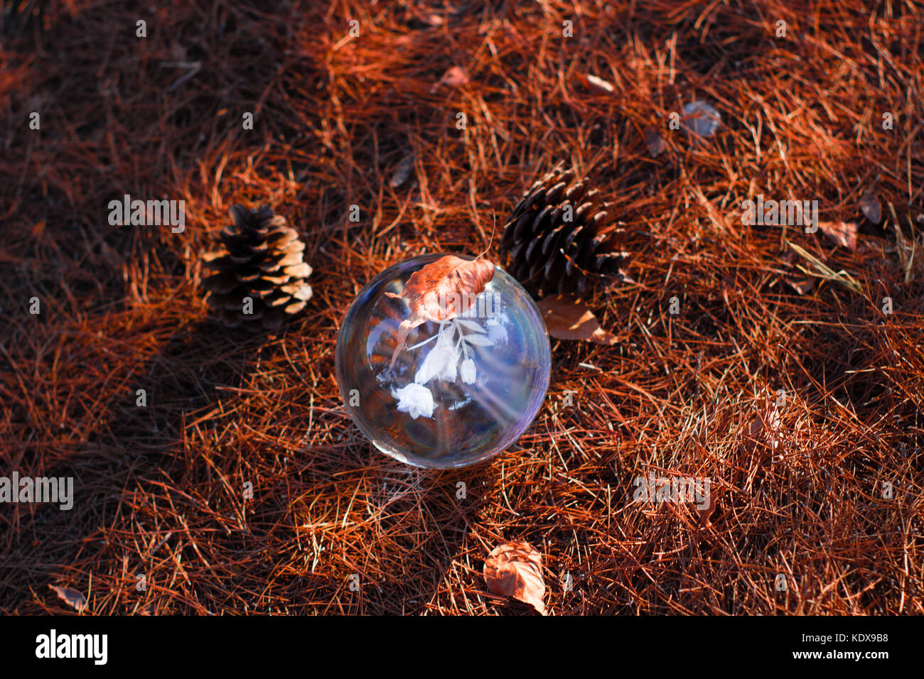 Crystal Ball auf dem Boden mit abgestorbenen Blätter einer Kiefer und sun Reflexion über einen Herbst scenic 12.00 Uhr Stockfoto