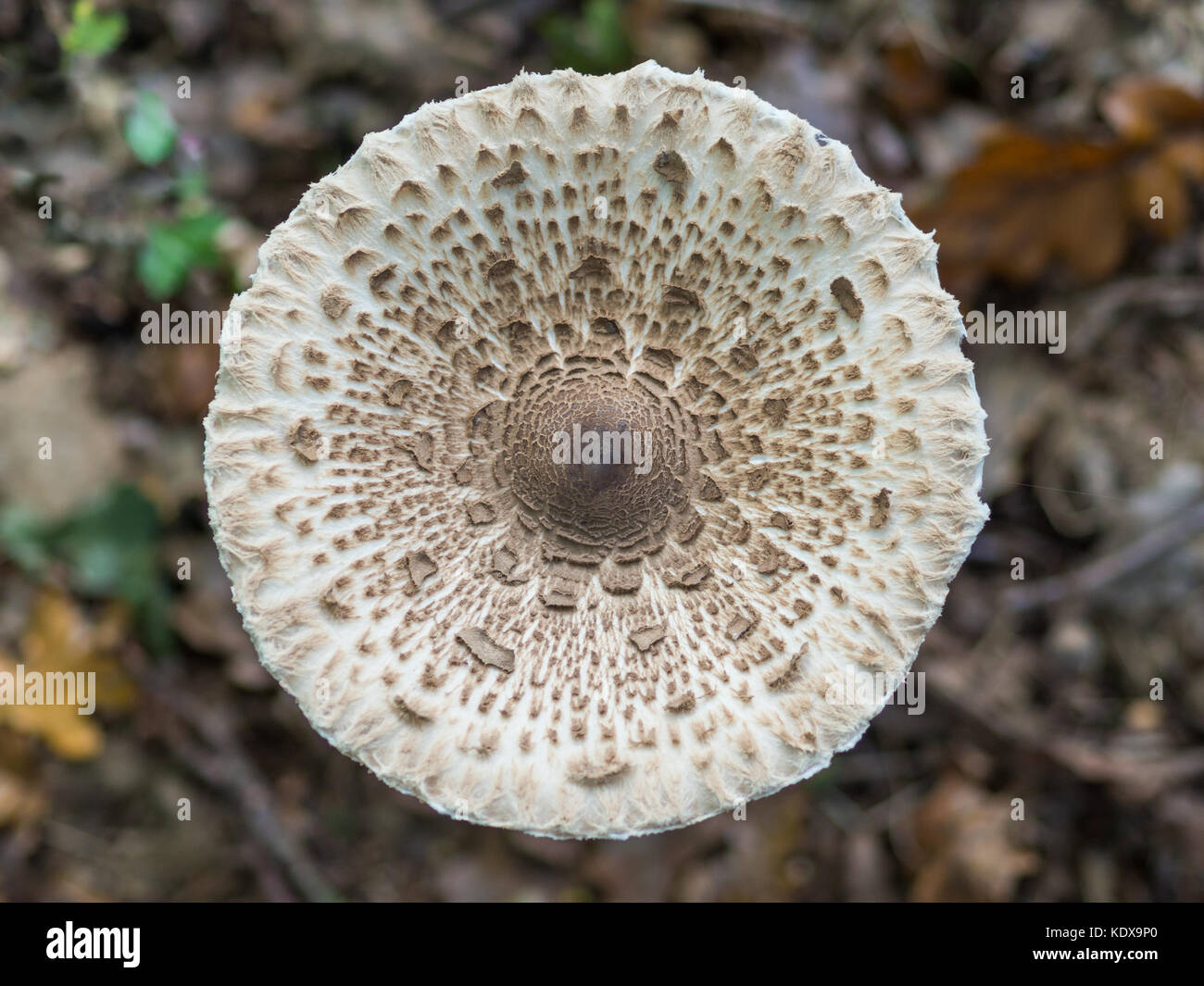 Nahaufnahme des einzigen essbaren Sonnenschirm Pilz oder macrolepiota Procera auf Waldboden, Berlin, Deutschland Stockfoto