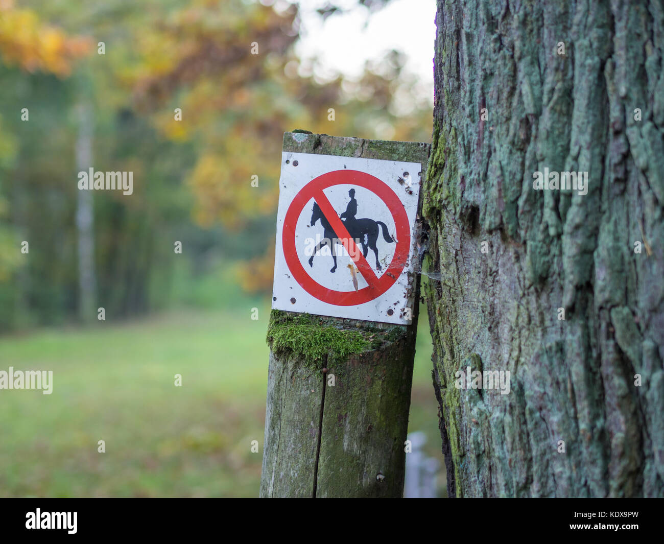 Reiten verboten oder verbotenen Zeichen in den Farben Schwarz, Weiß, Rot in Wald in der Nähe von Berlin, Deutschland Stockfoto