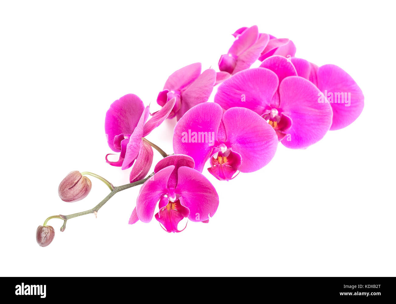 Nahaufnahme von rosa Orchidee Stockfoto