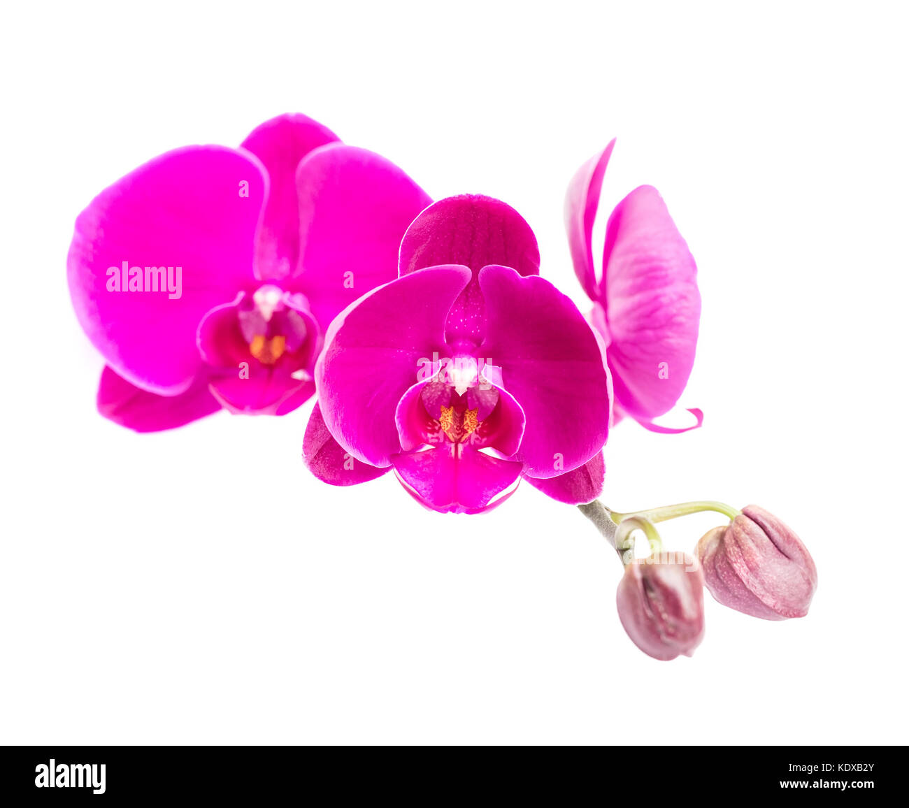 Nahaufnahme von rosa Orchidee Stockfoto