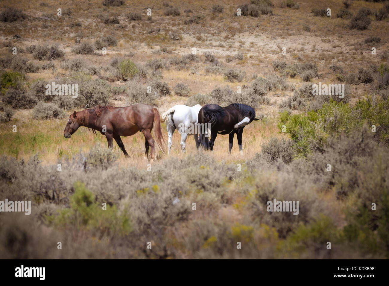 Wilde Pferde in Sand Wash Basin Colorado Stockfoto