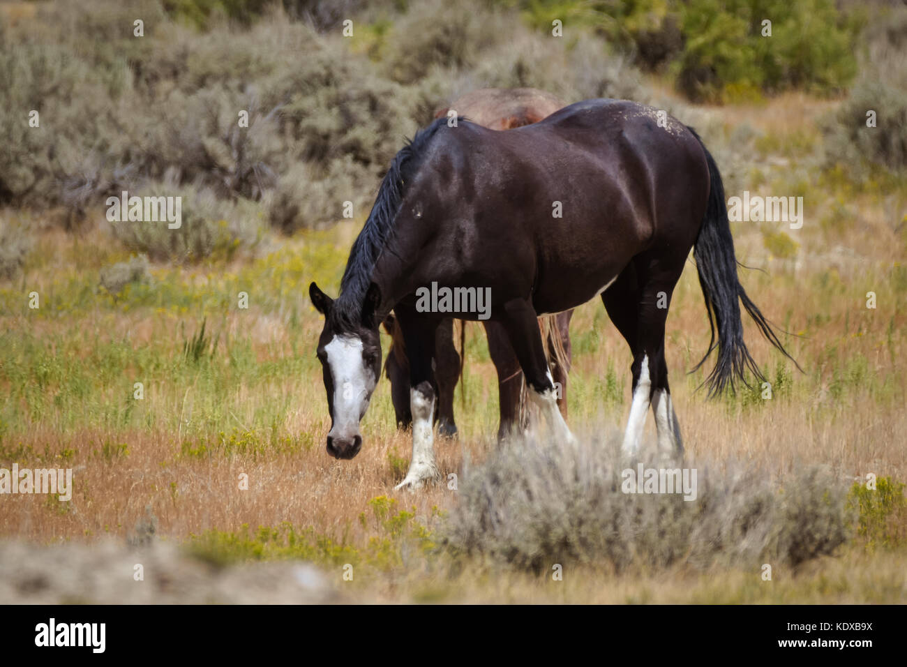 Wilde Pferde in Sandwash Becken Colorado Stockfoto
