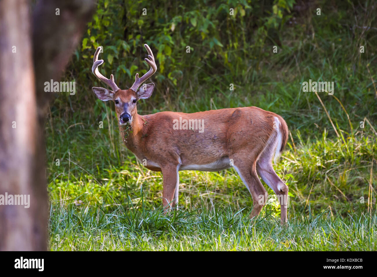 Buck whitetail Deer steht in einem Feld mit Bäumen um ihn herum. Stockfoto