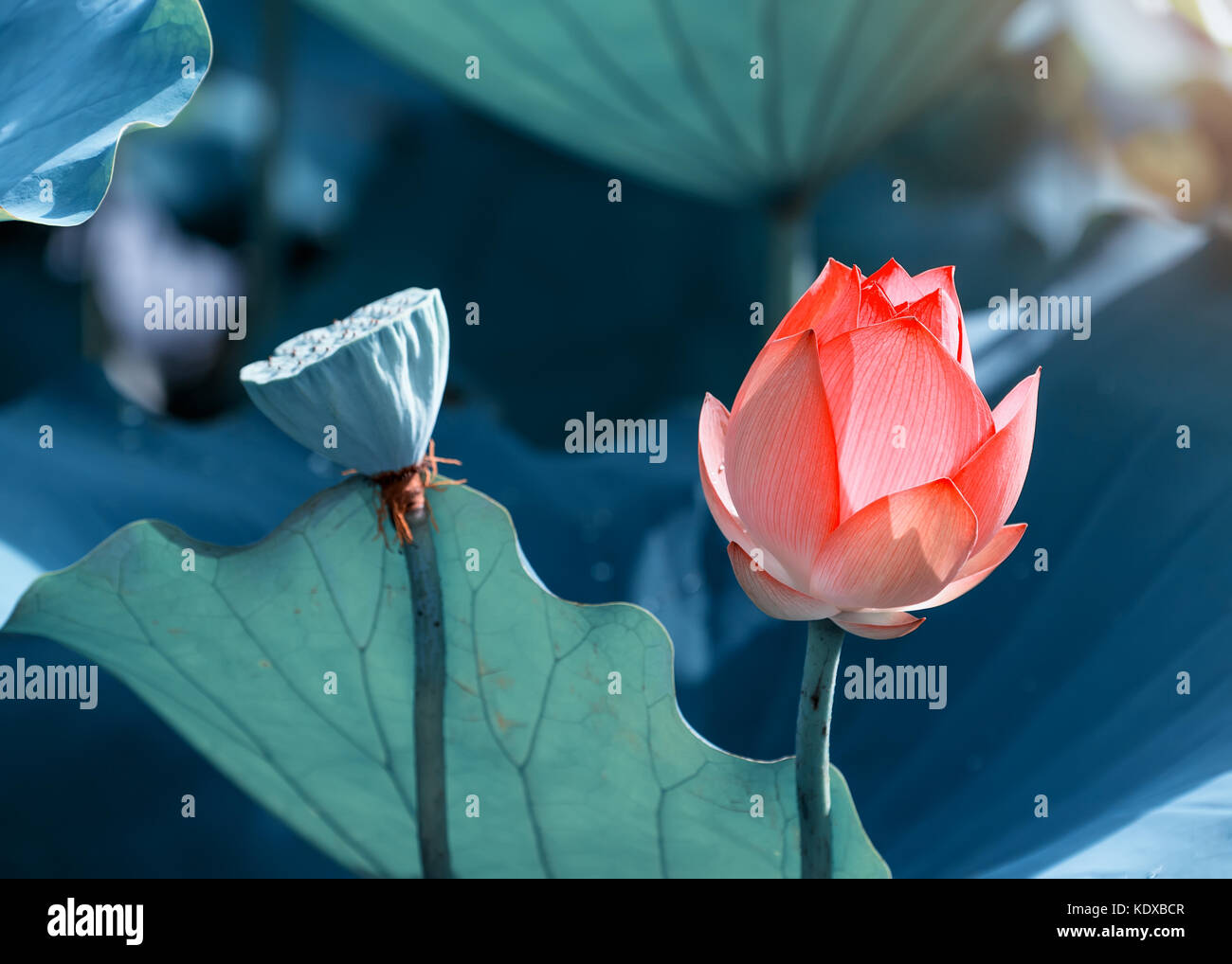 Lotusblüte und Lotus Blume Pflanzen Stockfoto