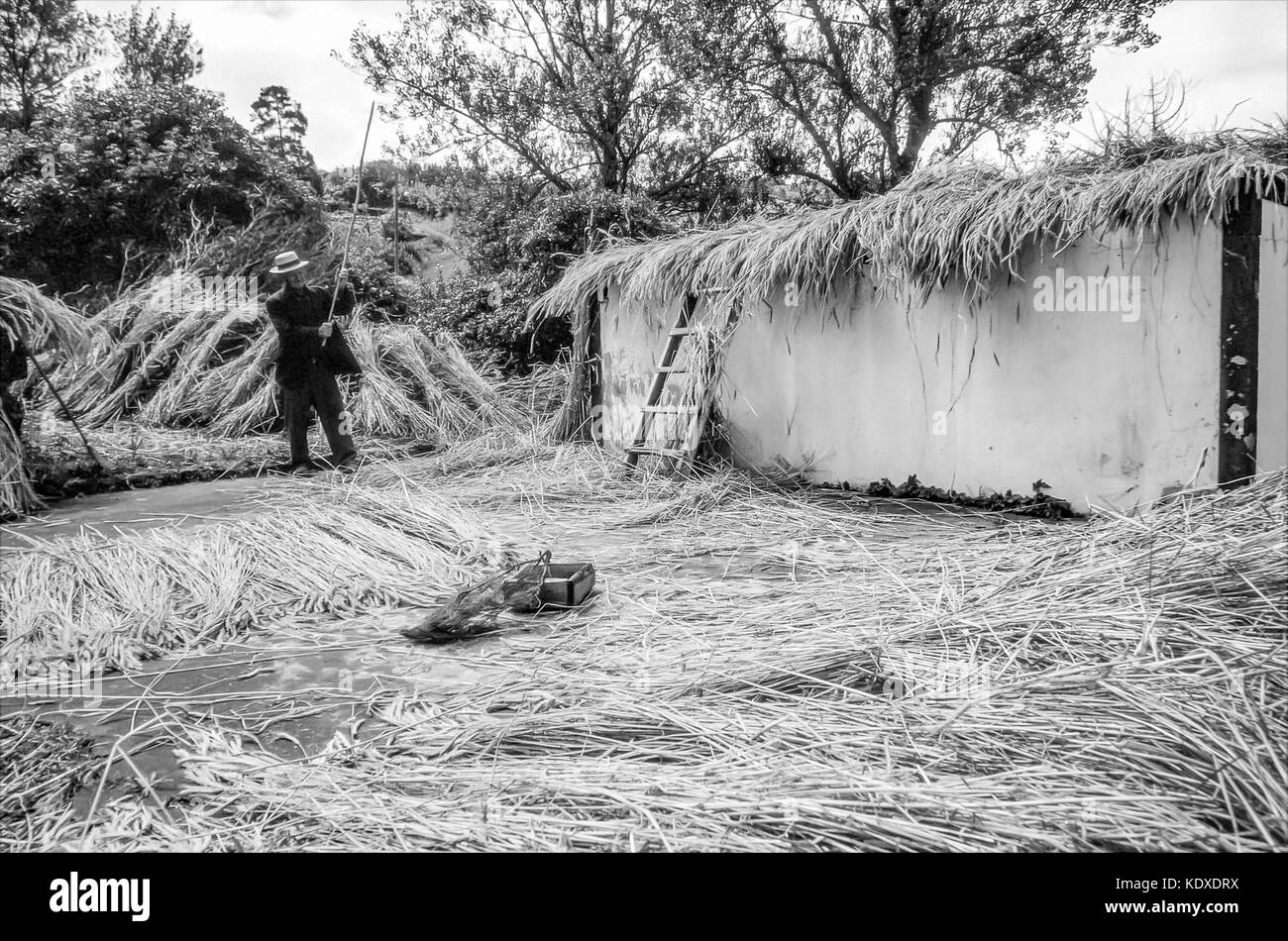 Eine ältere Azorian Handwerker Dreschflegel frisch Stroh in Dach gemacht werden zusammenbrechen und Haus Besen in Praia do Norte, die Insel Pico, Azoren geerntet. Stockfoto