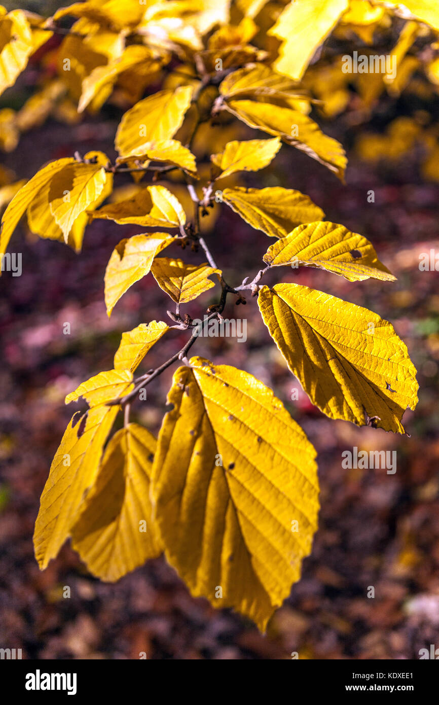 Hexe Hazel Hamamelis x intermedia 'Nina', gelbe Blätter im Herbst gelbfärbiger Strauch Stockfoto