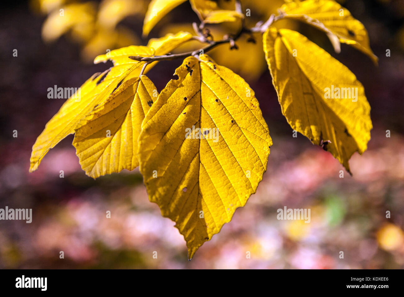 Hexe Hazel Hamamelis x intermedia 'Nina', gelbe Blätter im Herbst Stockfoto