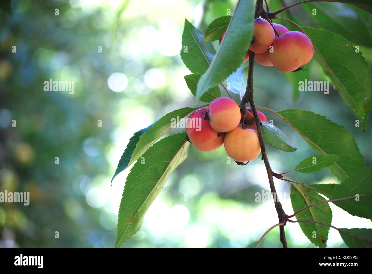 Crabapples Stockfoto