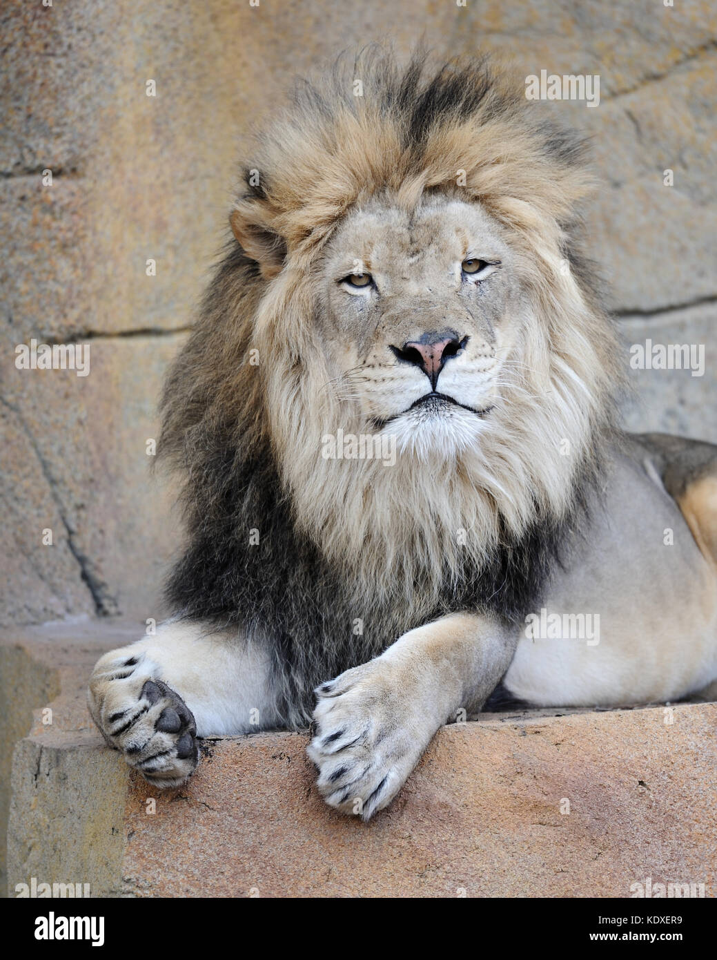 Männlicher afrikanischer Löwe (Panthera leo) Stockfoto