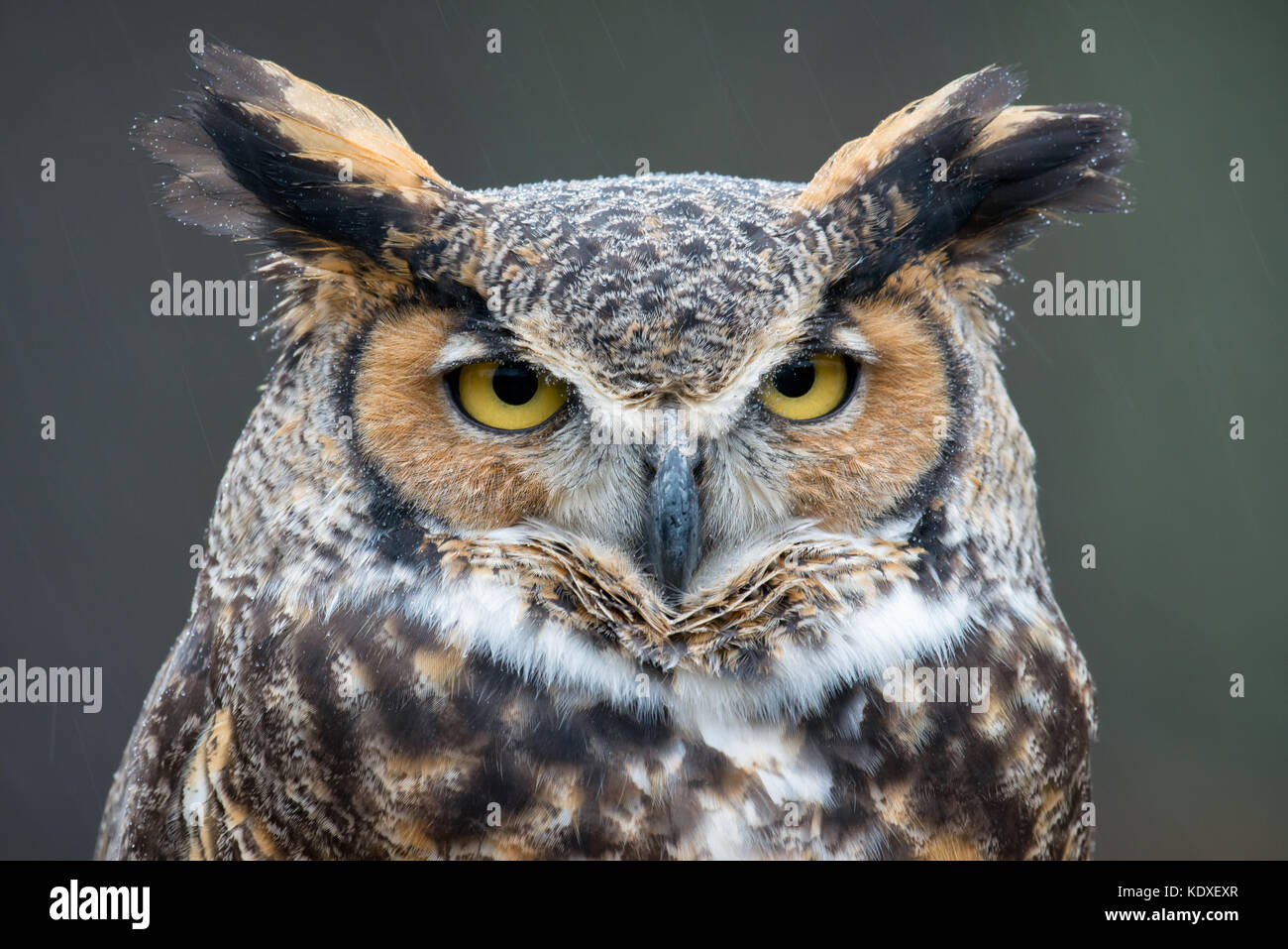 Great horned Owl (Bubo virginianus) im Regen Stockfoto