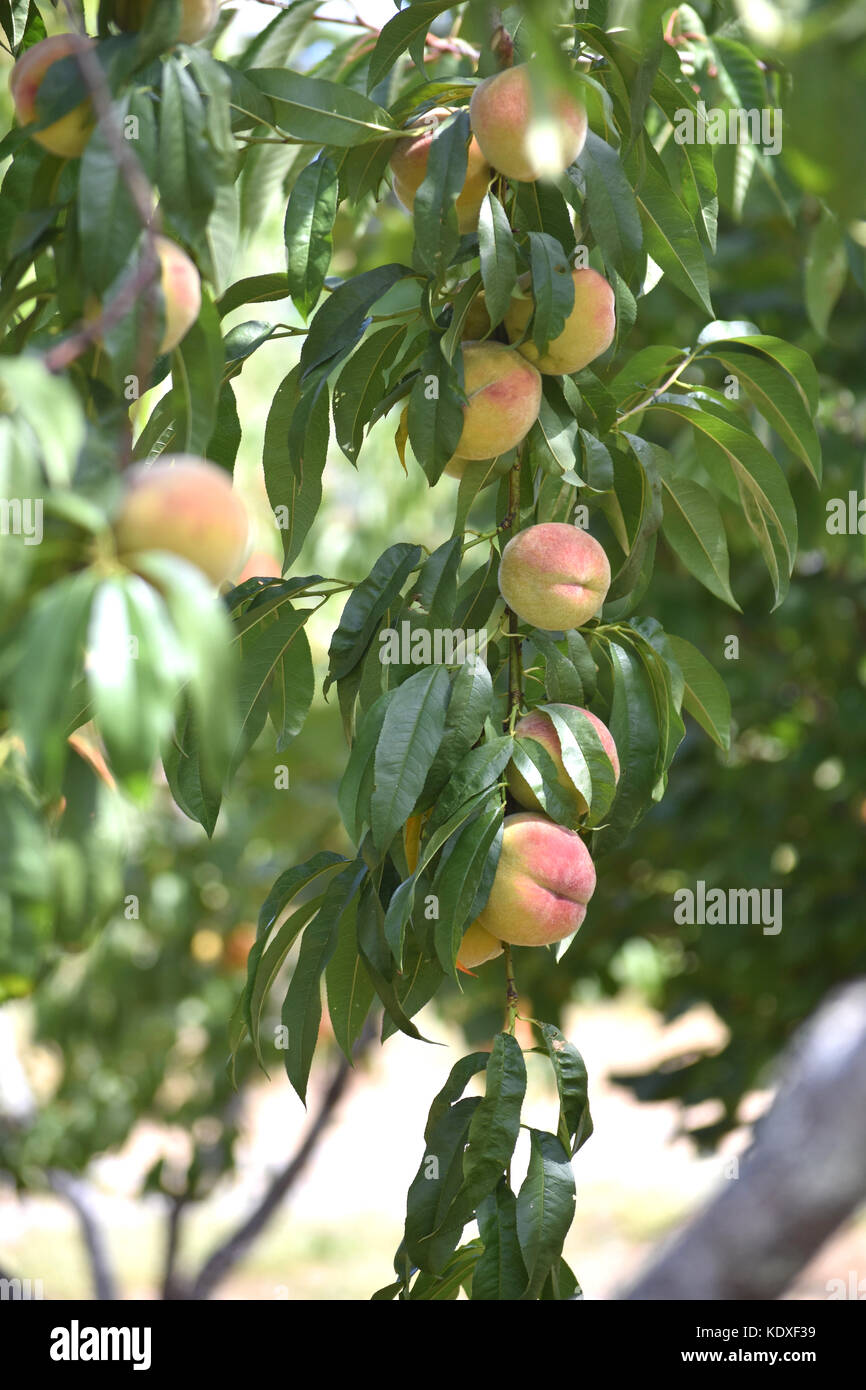 Pfirsiche wachsen in einem Obstgarten Stockfoto