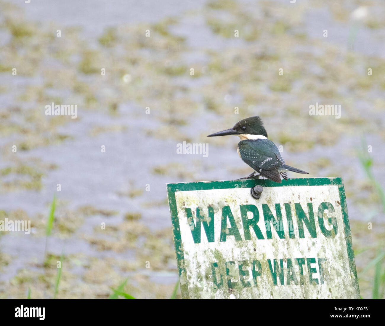 Green Kingfisher chloroceryle amerikanische Angeln im Regen in zentralen Trinidad auf einer Warnung! Tiefes Wasser anmelden. Stockfoto