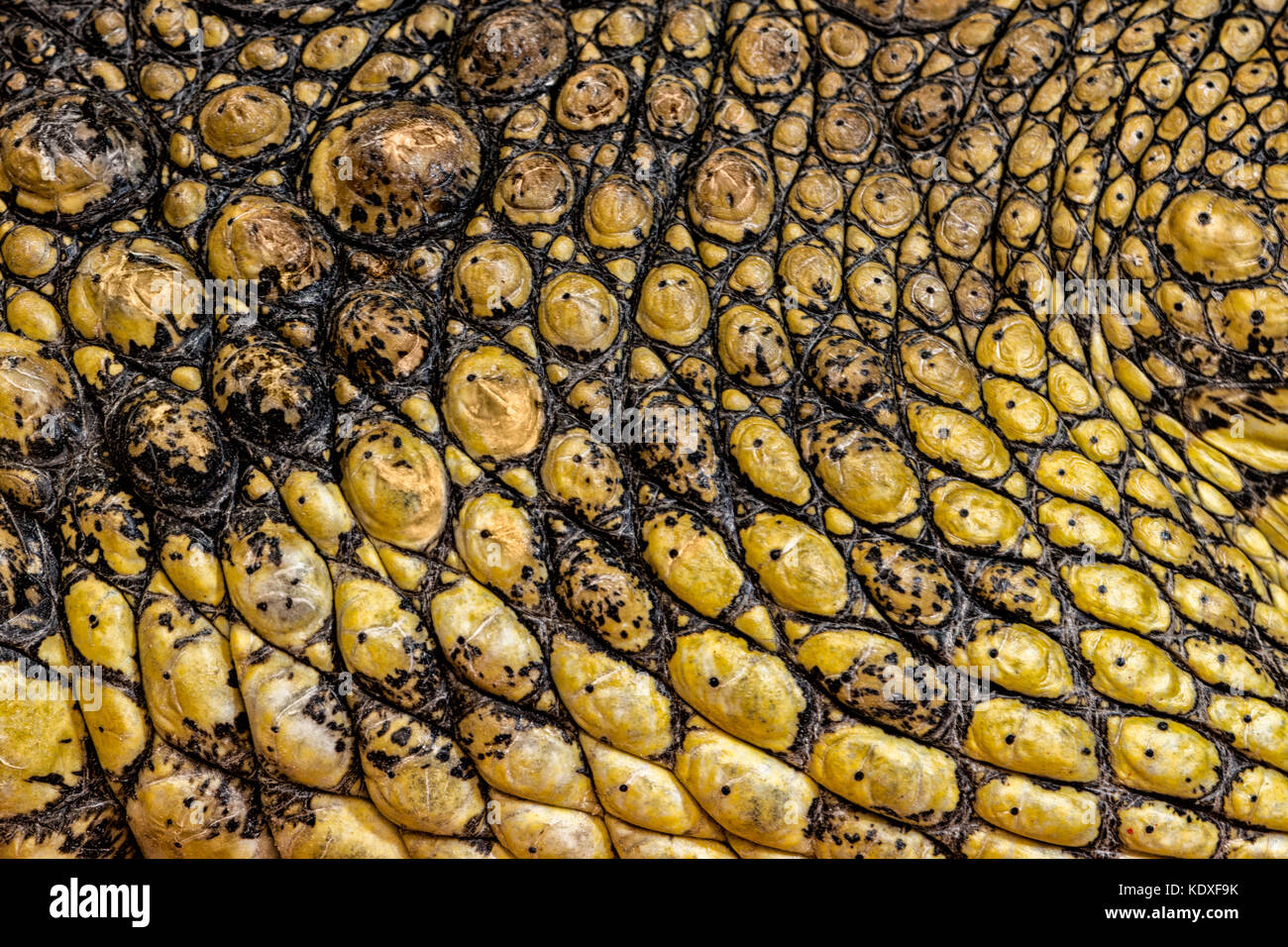 Nilkrokodil (Crocodylus niloticus) Haut Nahaufnahme Stockfoto