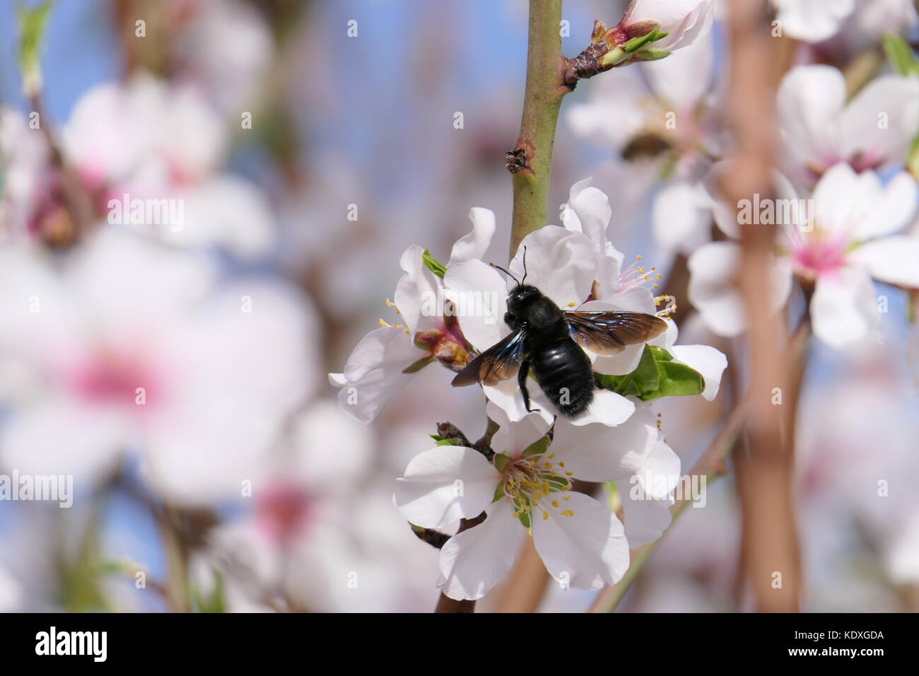 Schwarz Tischler Bienen fliegen und weiß almond tree Blumen Stockfoto