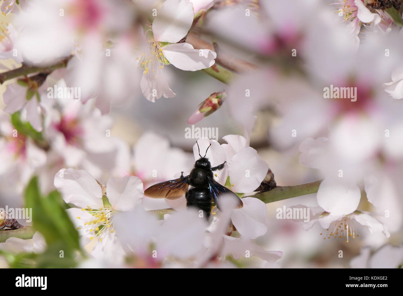 Schwarz Tischler Bienen fliegen und weiß almond tree Blumen Stockfoto