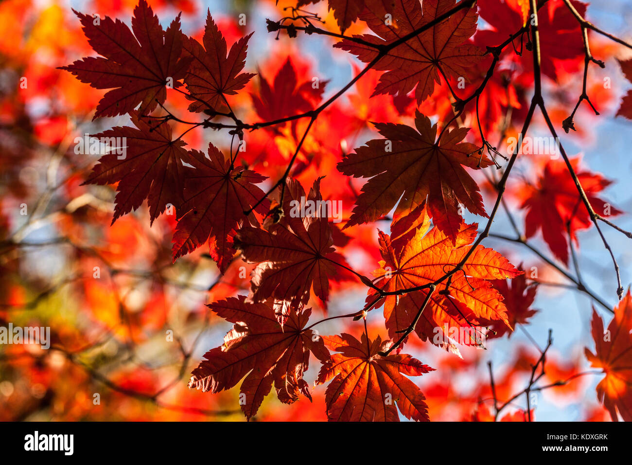 Acer japonicum vitifolium Vine-leaved Full Moon Ahorn, rote Ahornblätter im Herbst Stockfoto