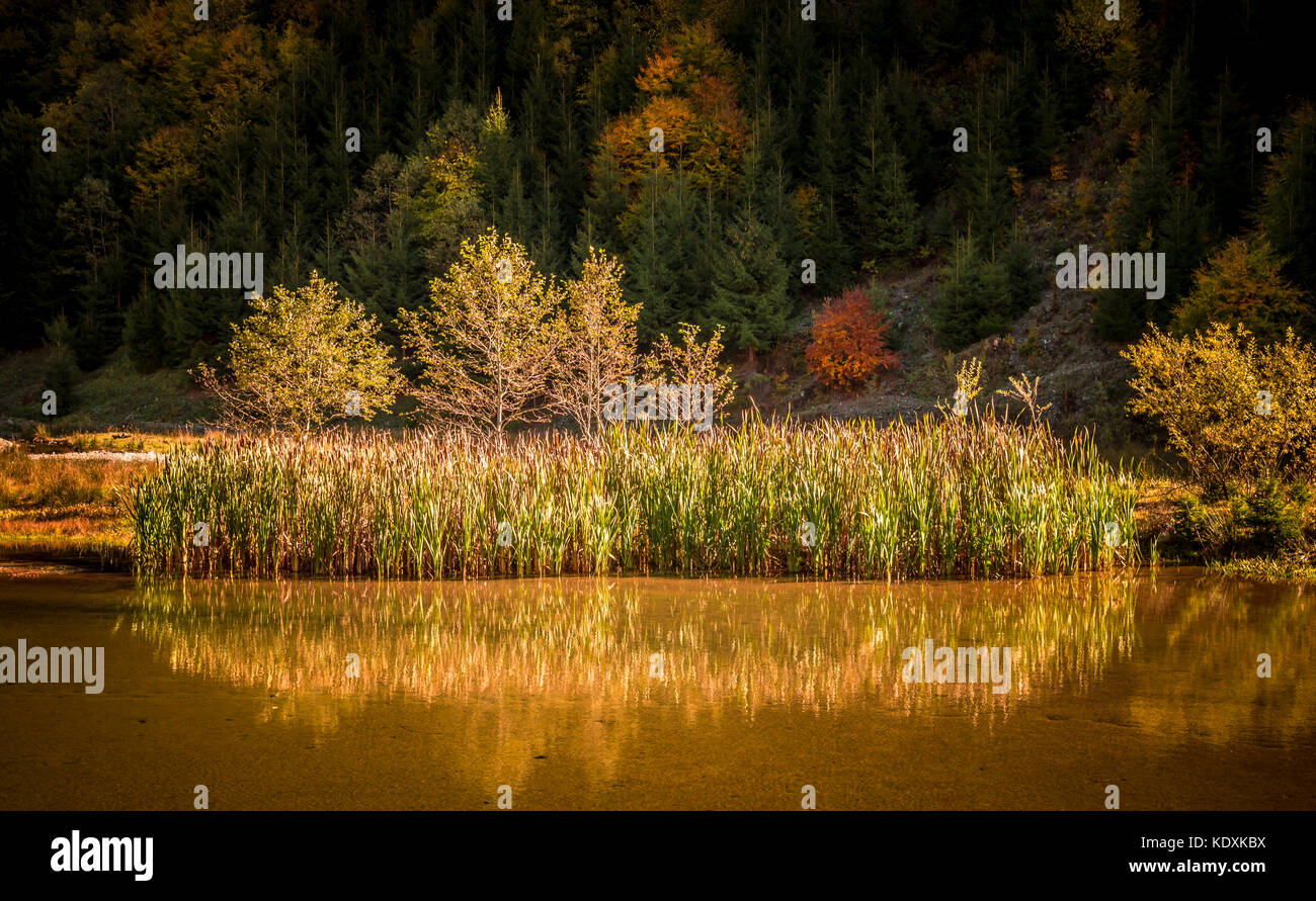 Herbst Landschaft. kleinen See in der Nähe der Wald im Herbst. Es gibt Bäume und Schilf Reflexionen im Wasser Stockfoto