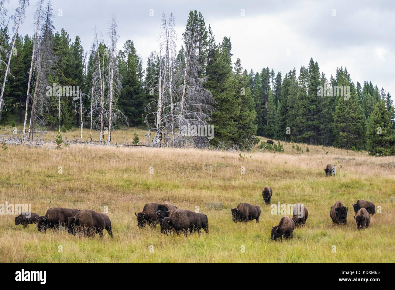 Yellowstone National Park, Wyoming, Frei lebende amerikanische Bison-Buffalo Stockfoto