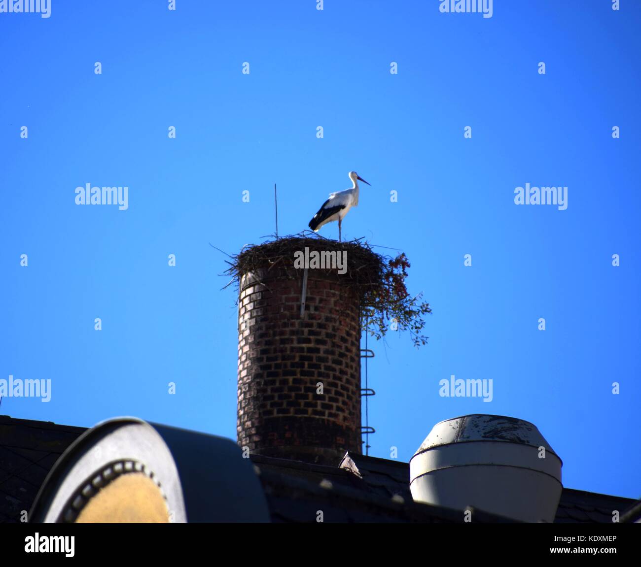 Storch steht im Herbst auf seinem Nest auf einem Hausdach mit bunt blauem Himmel Stockfoto