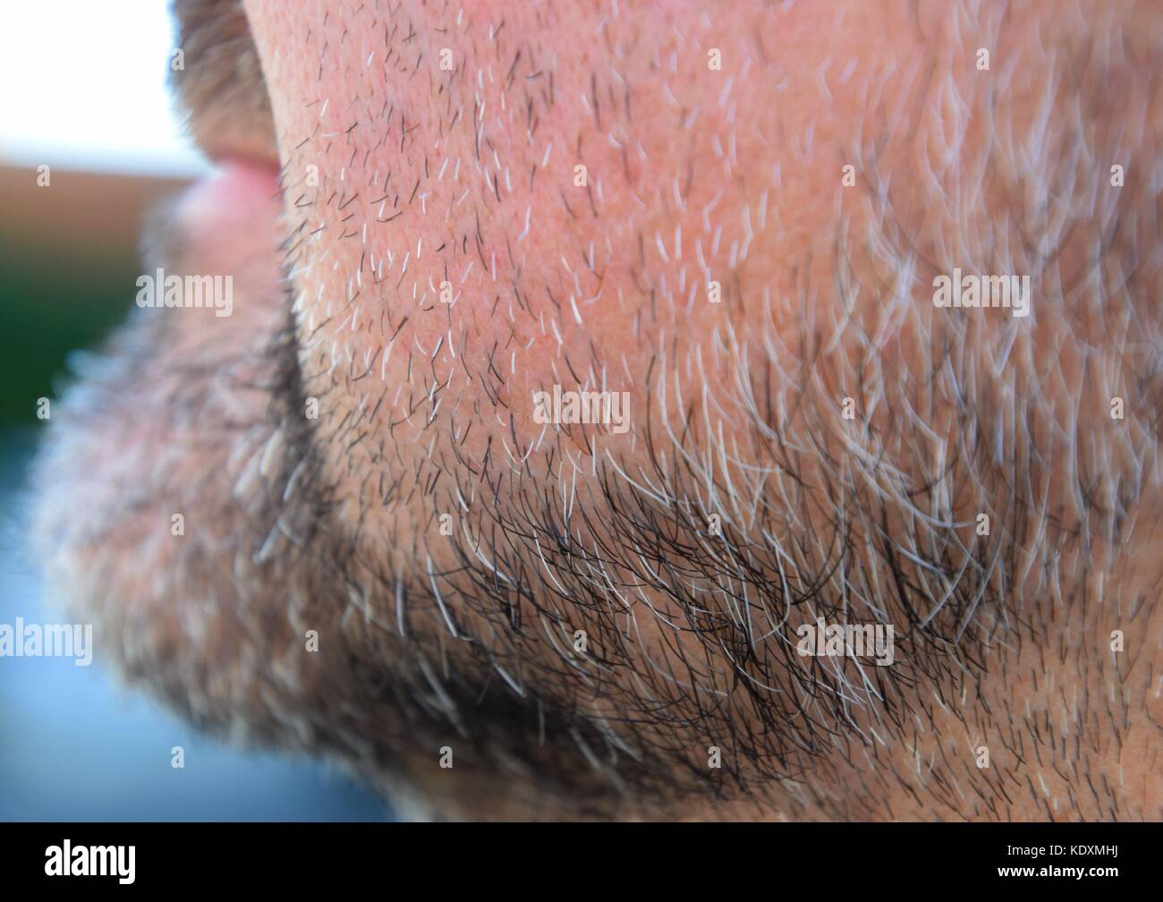 Ältere Menschen, graue und schwarze Stoppeln im Gesicht eines Mannes,  attraktive Bart von einem älteren Mann vor der Rasur Stockfotografie - Alamy