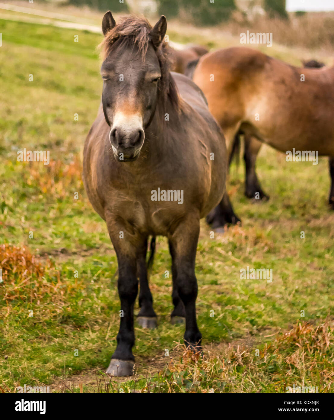 Dartmoor Ponys zu den South Downs verlegt, Beachy Head. Stockfoto